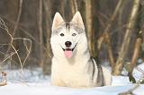 SIBERIAN HUSKY 160